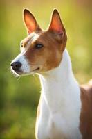 kleine basenji jachthond foto