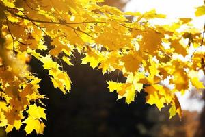 gele bladeren van esdoorn