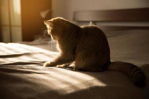 kat zit op een bed in de stralen van de zon foto