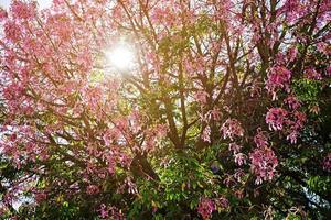 boom met bloeiende roze bloemen foto