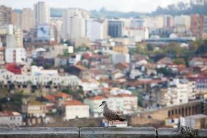 landschap met een vogel op de voorgrond en een stad foto