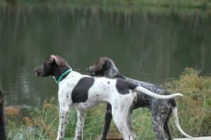 jacht- honden door een meer op zoek uit foto