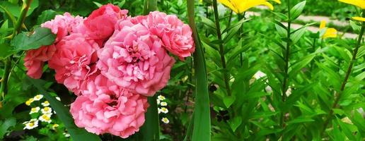 roze roos. bloeiende struik in de tuin in de zomer. bloemen achtergrond foto