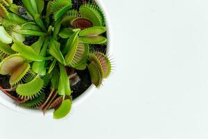 detailopname Venus vliegenval. dionaea gespierd Bij huis. vleesetend fabriek. tropisch Venus val pogingen naar vastleggen haar prooi door uitbreiden haar delicaat vallen. wit achtergrond foto