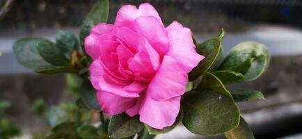 camelia bloem in de tuin foto