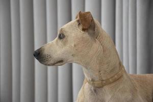 lichtharige hond liggend op een trekje in de woonkamer foto