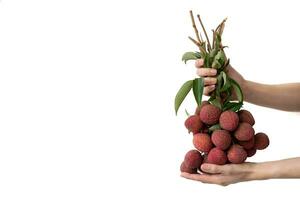 hand- Holding een bundel van lychees Aan wit isoleren achtergrond. foto