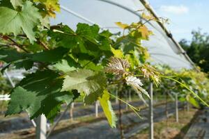 koepel voor groeit druiven in heet klimaat gebieden foto