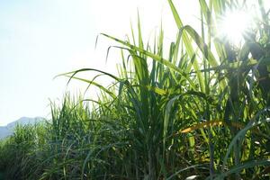 suiker riet velden kan worden gebruikt net zo voedsel en brandstof. foto
