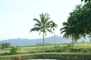 kokosnoot bomen en bergen in natuur foto