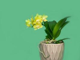 mooi geel mini orchidee in een pot Aan een licht groen achtergrond. tropisch bloem, Afdeling van orchidee dichtbij omhoog. oranje orchidee achtergrond. vakantie, vrouwen dag, bloem kaart, schoonheid. foto