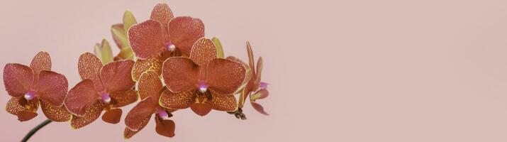 breed panoramisch visie van phalaenopsis orchidee bloemen Aan roze backg foto