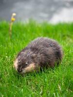 muskusrat naar feest Aan sappig jong groen gras Aan de gazon in de buurt de reservoir. detailopname. verticaal visie. foto