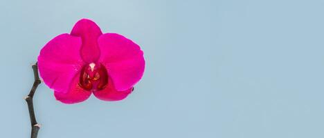 breed panoramisch visie van phalaenopsis Stellenbosch Purper bloem Aan een blauw achtergrond. kopiëren ruimte. tropisch bloem, Afdeling van orchidee dichtbij omhoog. Purper orchidee achtergrond. vakantie, vrouwen dag, bloem kaart foto