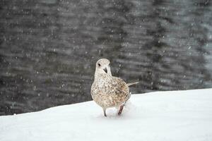 detailopname jong zeemeeuw wandelingen in de sneeuw. vogelstand in de winter. foto
