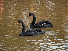 twee bevallig zwart zwanen met een rood bek is zwemmen Aan een meer met donker bruin water. zwart zwanen is weerspiegeld in de water. foto