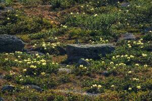een rotsachtig berg weide met bloeiend geel rododendrons. natuurlijk zonnig natuurlijk achtergrond. foto