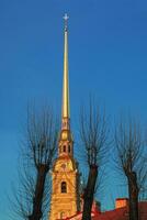 gouden spits van de peter en paul kathedraal in st. petersburg. boom koffers, verticaal visie. afbeelding van de hoog toren van de heiligen peter en paul kathedraal. foto