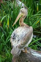 dichtbij omhoog van een pelikaan resting in de buurt een meer. Super goed wit pelikaan is een vogel in de pelikaan familie. wild natuur dier. verticaal visie. foto