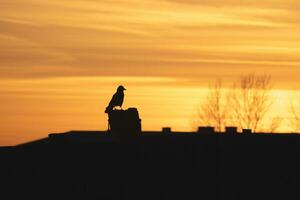 selectief focus. donker silhouet van een raaf zittend Aan de dak Aan een schoorsteen tegen de achtergrond van een helder oranje zonsondergang. dramatisch natuurlijk achtergrond met een raaf. foto