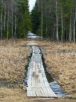 houten vloeren Aan een pad overstroomd door hoog water van smelten sneeuw. wandelen langs de ecotroop in de Woud of Aan de moeras en meer. foto