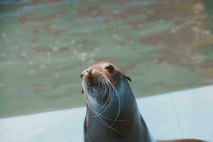 zee leeuw zee dier in de dierentuin foto