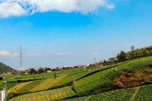 rijst- velden in de bergen met een terasiëren systeem foto