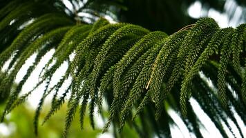 araucaria heterophylla of norfolk pijnboom is een heet bodem groenblijvend plantje, mooi foto