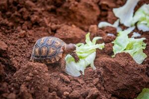 Afrikaanse aangespoord schildpad geochelone sulcata aan het eten sla. foto