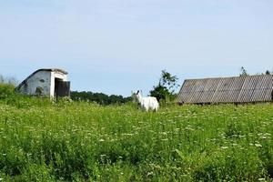 witte kleine geit met hoorns op zoek in groen gras foto