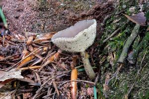 close-up van een peziza-paddenstoel tussen dennennaalden foto