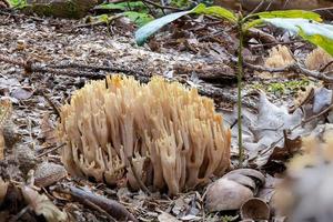 close-up van een zalmkoraal ramaria formosa-paddenstoel foto