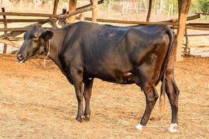 zwart-witte koe op lokale boerderij in thailand foto