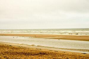 een strand visie met vogelstand foto