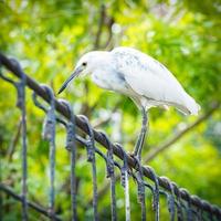 witte besneeuwde zilverreiger op ijzeren brug foto