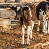 portret van jonge bruine en witte koe in lokale boerderij foto