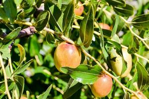 fruit in een boom foto