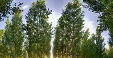 achtergrond met bomen foto