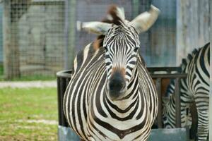 achtergrond met zebra's foto