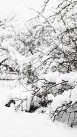 takken van jonge appelboom onder sneeuw in zonnige ijzige ochtend foto