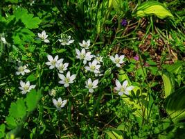 ornithogalum, de tuin ster van Bethlehem, gras lelie, middagdutje, of elf uur dame is een meerjarig bolvormig bloeiend fabriek in de asperges familie foto