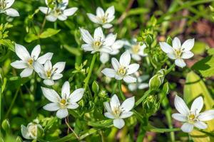 ornithogalum, de tuin ster van Bethlehem, gras lelie, middagdutje, of elf uur dame is een meerjarig bolvormig bloeiend fabriek in de asperges familie foto