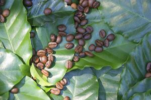 vers groen koffie blad achtergrond foto