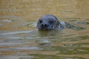 gemeenschappelijk zegel, foca vitulina, of habour zegel zwemmen in een zwembad van water foto