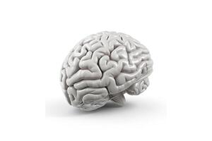een 3d model- van een menselijk hersenen Aan een wit achtergrond. ai generatief foto