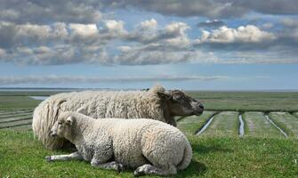 idyllisch landschap met schapen en lam Aan dijk Bij noorden zee in noorden friesland dichtbij naar westerhever vuurtoren, duitsland foto