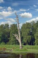 waardevol staand deadwood boom in schwalm-nette natuur parkeren, lager Rijn regio dichtbij naar nettal,noord Rijn-Westfalen, Duitsland, Duitsland foto