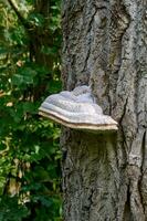 hoef schimmel resp.fomes fomentarius Aan boom kofferbak, duitsland foto