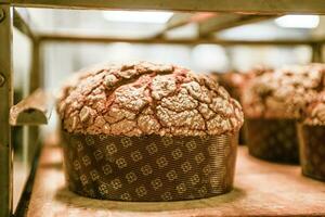 gebakje bakker ambachtelijk bakken klein groep van Italiaans panettone zoet brood typisch voor Kerstmis tijd foto