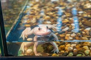 albino kikker in de water foto